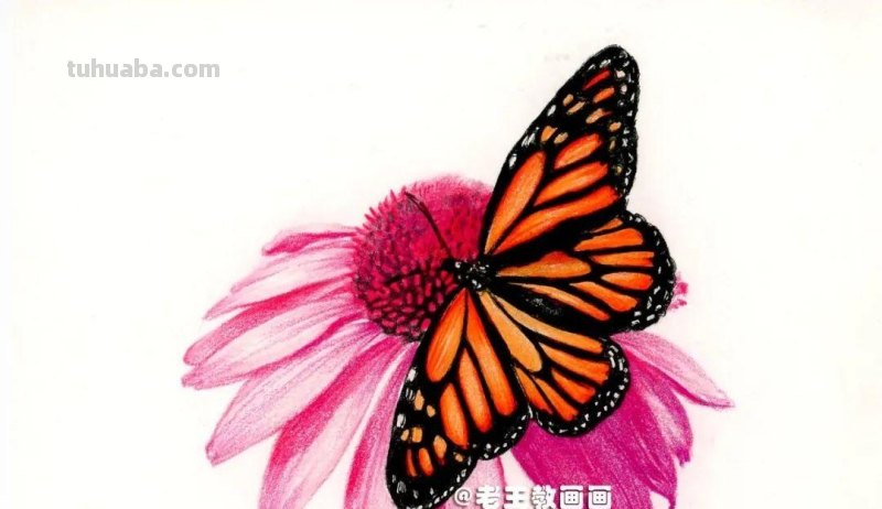 零基础也能画彩铅，教你画花蝴蝶