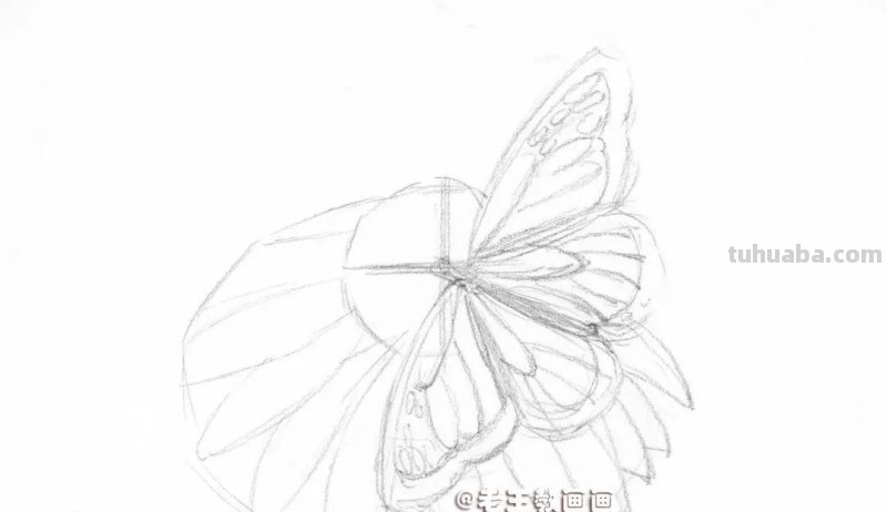 零基础也能画彩铅，教你画花蝴蝶