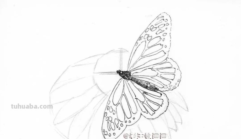 零基础也能画彩铅，教你画花蝴蝶
