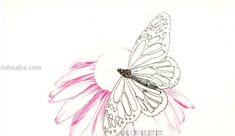 零基础也能画彩铅，教你画花蝴蝶