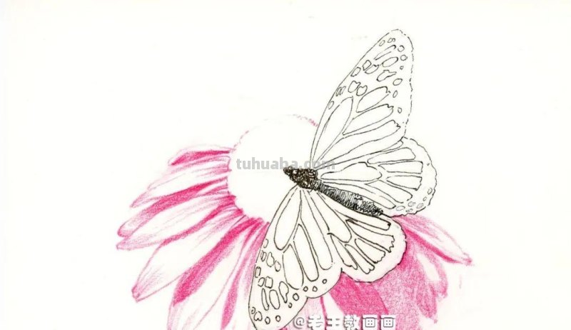 零基础也能画彩铅，教你画花蝴蝶