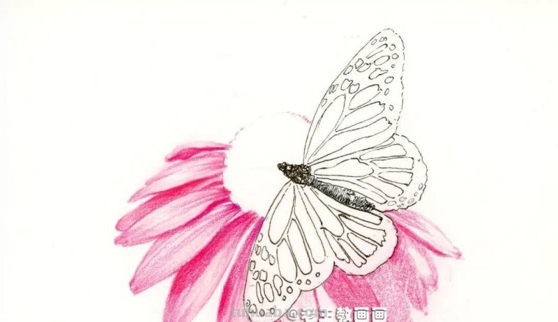 零基础也能画彩铅，教你画花蝴蝶