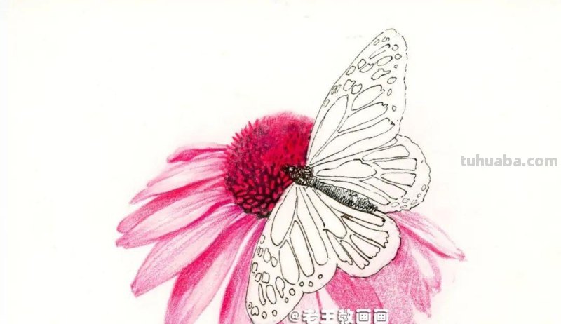 零基础也能画彩铅，教你画花蝴蝶