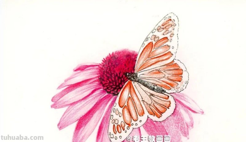 零基础也能画彩铅，教你画花蝴蝶