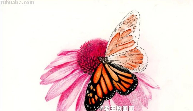 零基础也能画彩铅，教你画花蝴蝶