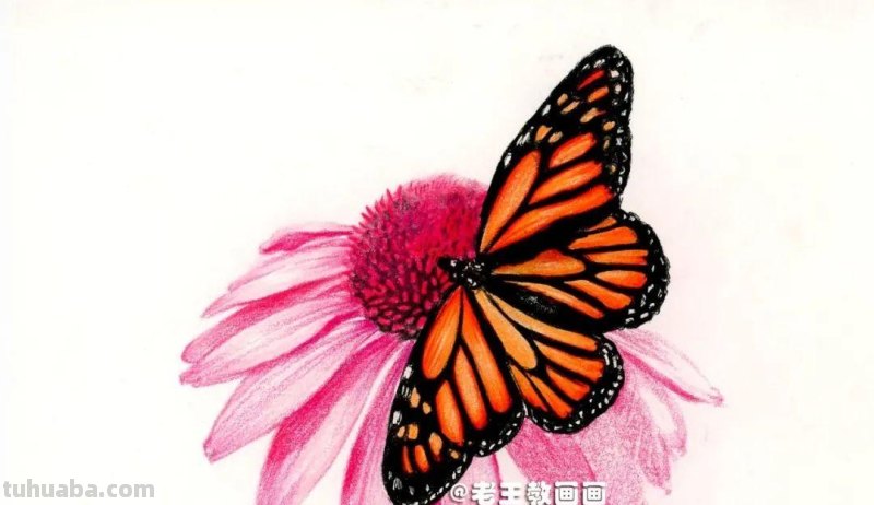 零基础也能画彩铅，教你画花蝴蝶