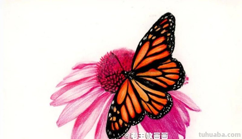 零基础也能画彩铅，教你画花蝴蝶