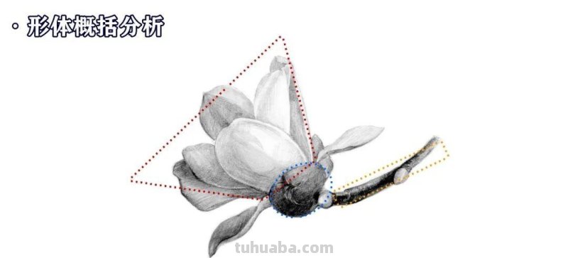 零基础也能轻松画出逼真玉兰花！超详细教程大揭秘！