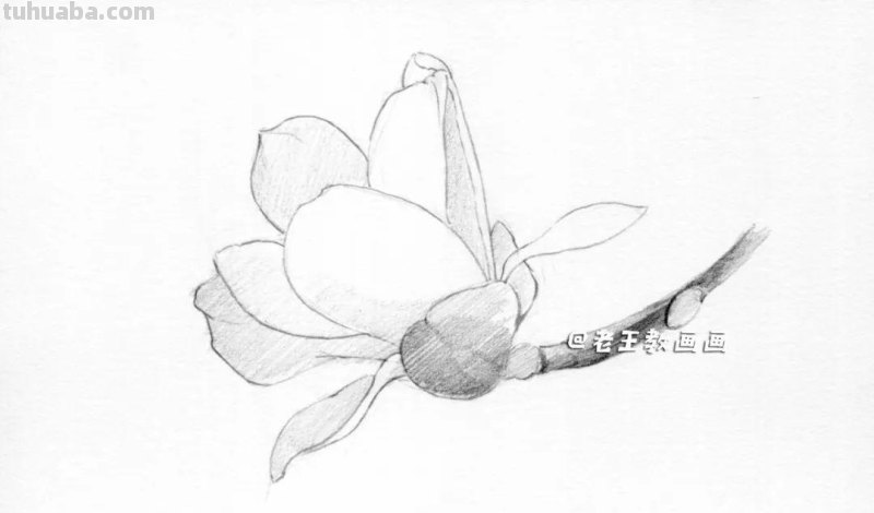 零基础也能轻松画出逼真玉兰花！超详细教程大揭秘！