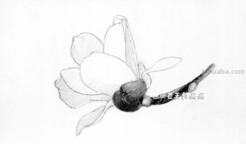 零基础也能轻松画出逼真玉兰花！超详细教程大揭秘！