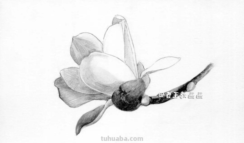 零基础也能轻松画出逼真玉兰花！超详细教程大揭秘！