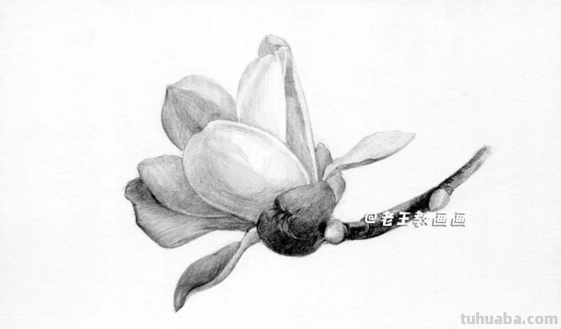 零基础也能轻松画出逼真玉兰花！超详细教程大揭秘！