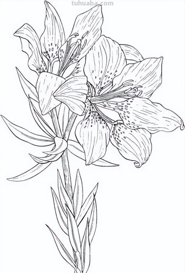 实用干货，50张花卉线稿，拿去画吧！