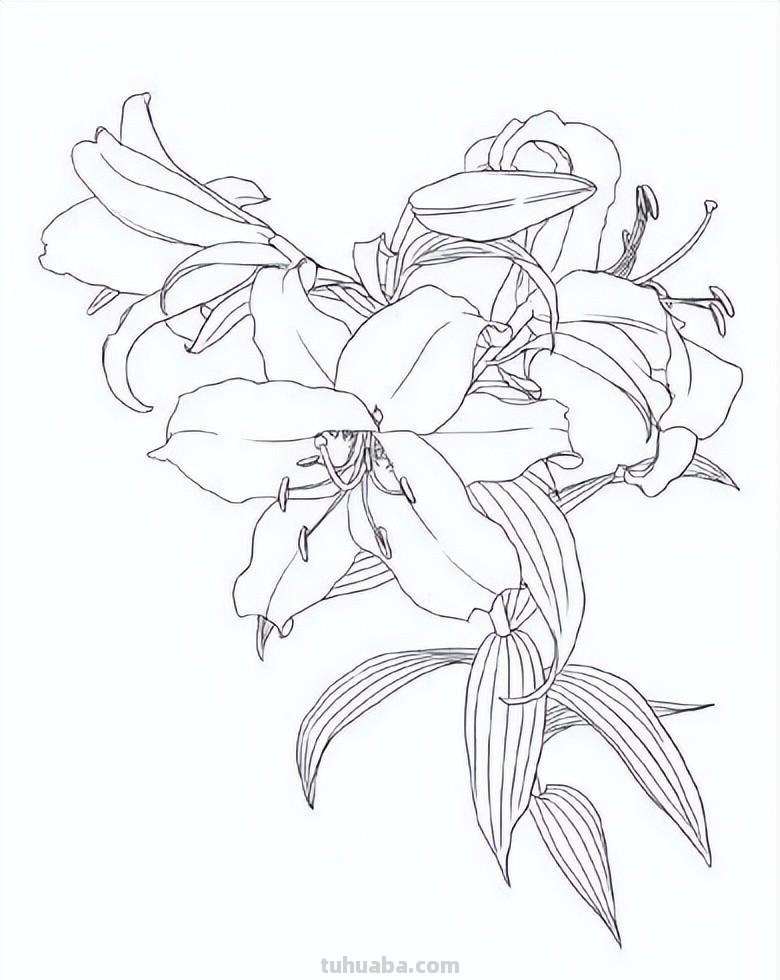 实用干货，50张花卉线稿，拿去画吧！