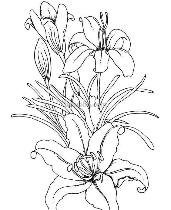 实用干货，50张花卉线稿，拿去画吧！