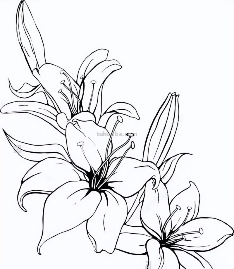 实用干货，50张花卉线稿，拿去画吧！