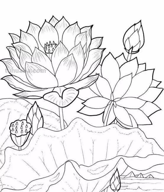 实用干货，50张花卉线稿，拿去画吧！