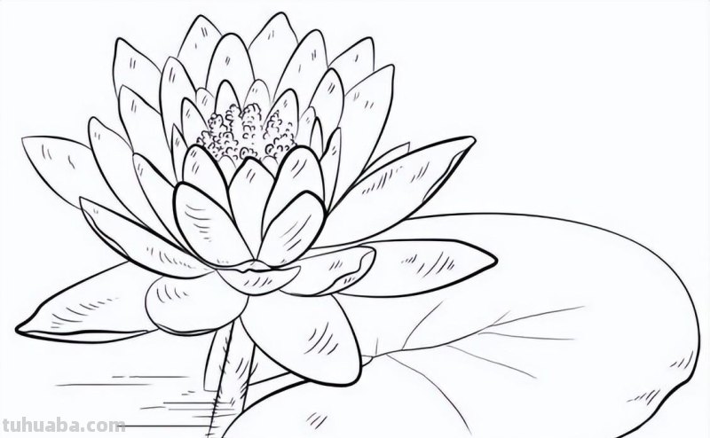 实用干货，50张花卉线稿，拿去画吧！