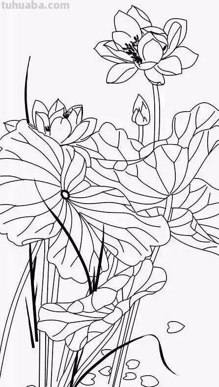 实用干货，50张花卉线稿，拿去画吧！