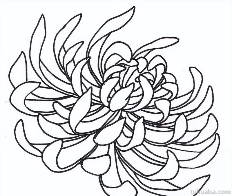 实用干货，50张花卉线稿，拿去画吧！