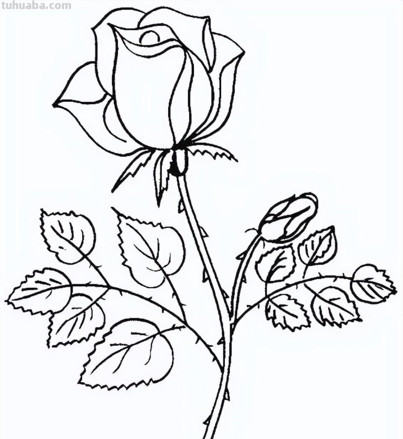 实用干货，50张花卉线稿，拿去画吧！