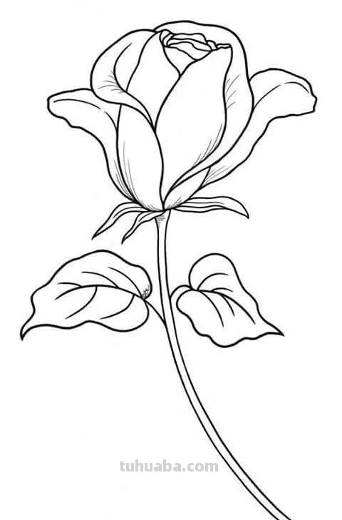 实用干货，50张花卉线稿，拿去画吧！