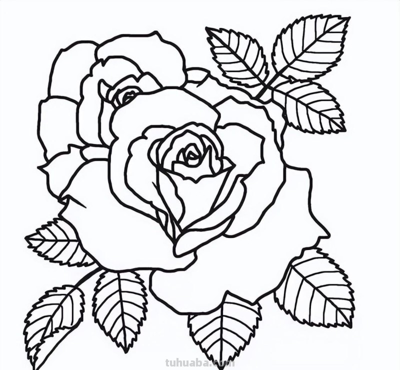 实用干货，50张花卉线稿，拿去画吧！