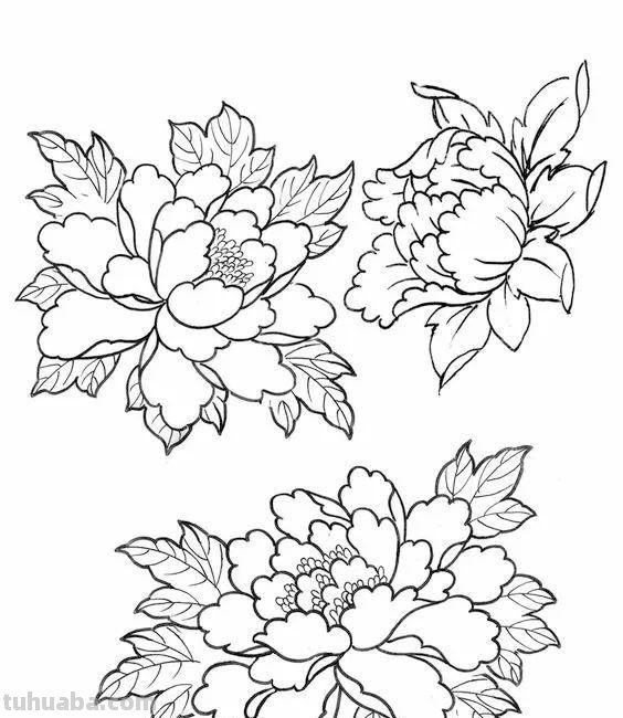 实用干货，50张花卉线稿，拿去画吧！