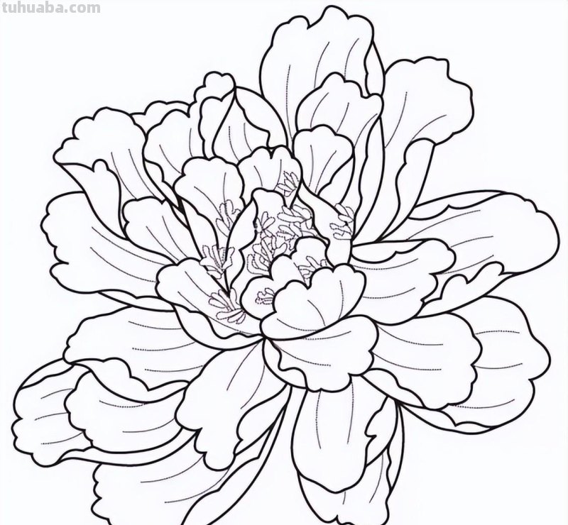 实用干货，50张花卉线稿，拿去画吧！