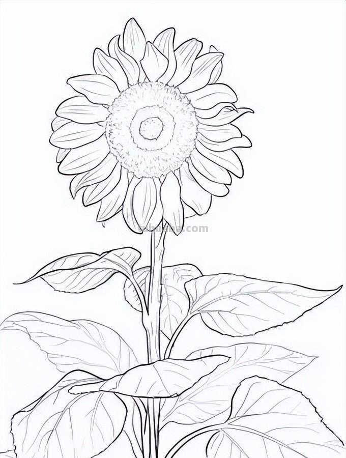 实用干货，50张花卉线稿，拿去画吧！