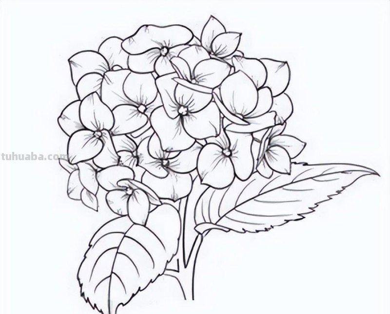实用干货，50张花卉线稿，拿去画吧！