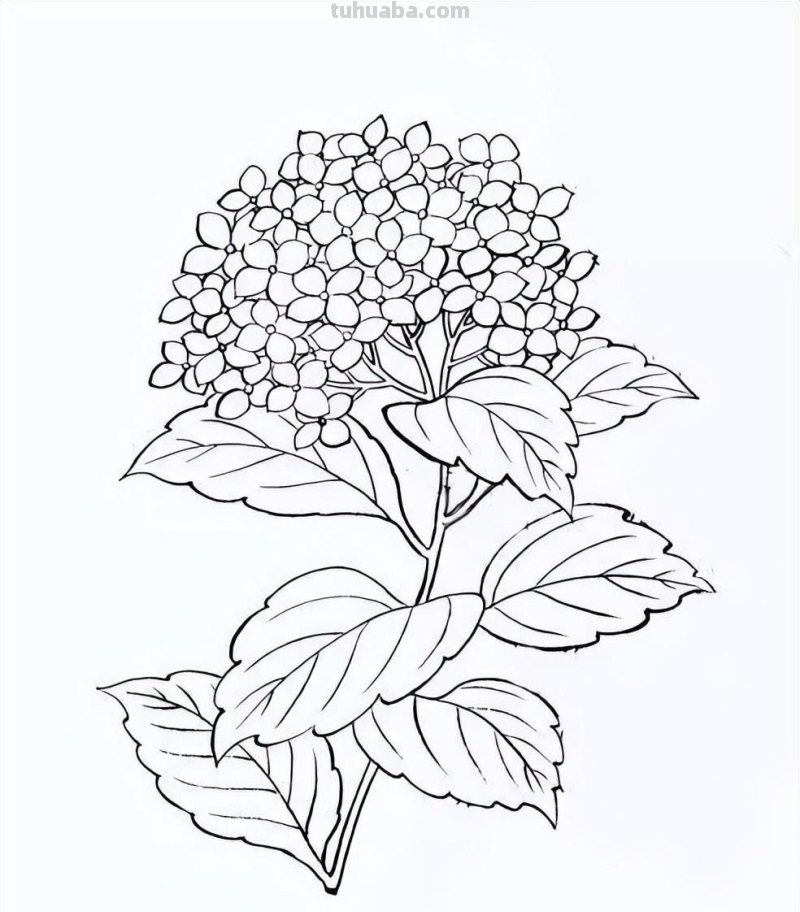 实用干货，50张花卉线稿，拿去画吧！