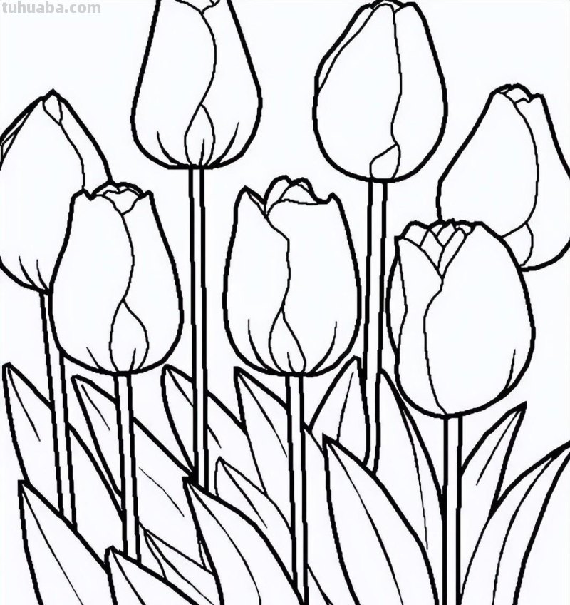 实用干货，50张花卉线稿，拿去画吧！