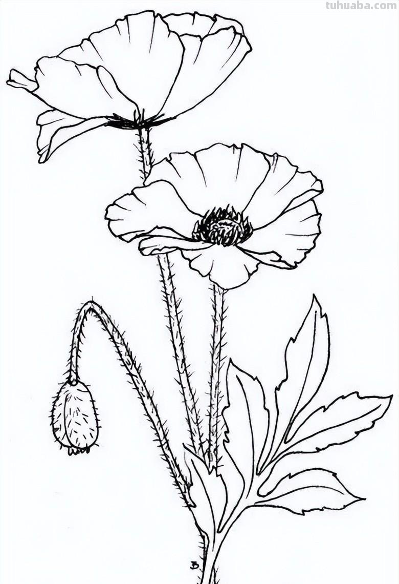 实用干货，50张花卉线稿，拿去画吧！