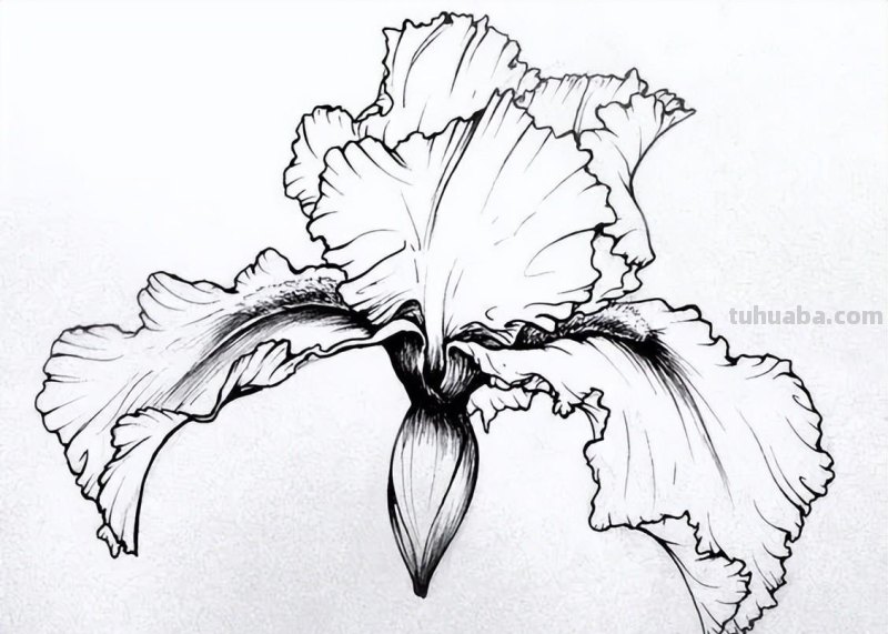 实用干货，50张花卉线稿，拿去画吧！