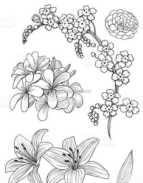 实用干货，50张花卉线稿，拿去画吧！