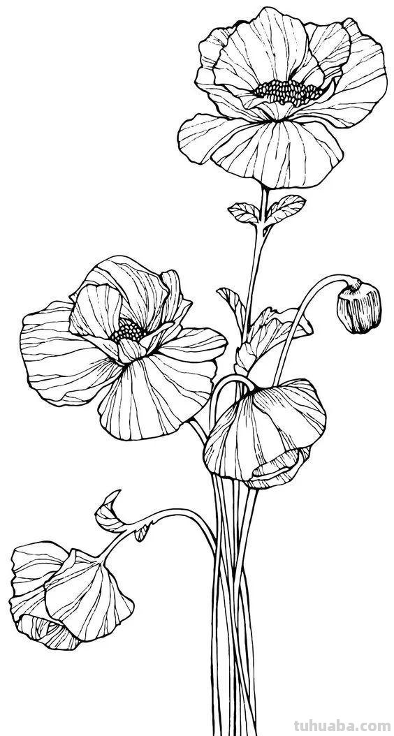 实用干货，50张花卉线稿，拿去画吧！