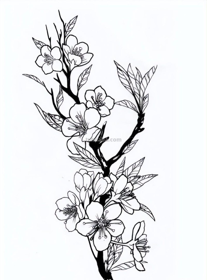 实用干货，50张花卉线稿，拿去画吧！