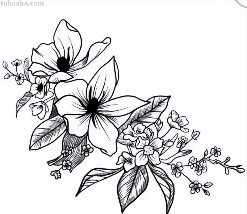 实用干货，50张花卉线稿，拿去画吧！