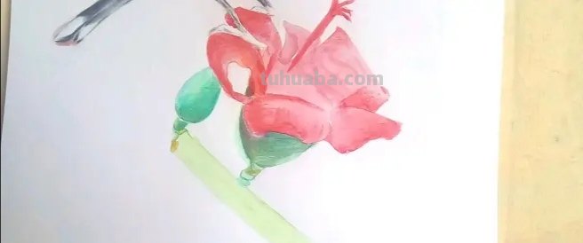 用彩铅怎么画薰衣草（用彩铅怎么画薰衣草图片）