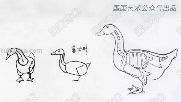 如何画好家禽动态简笔画？鸡、鸭基本形状的画法