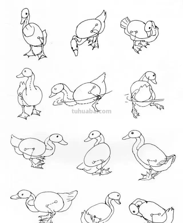 如何画好家禽动态简笔画？鸡、鸭基本形状的画法