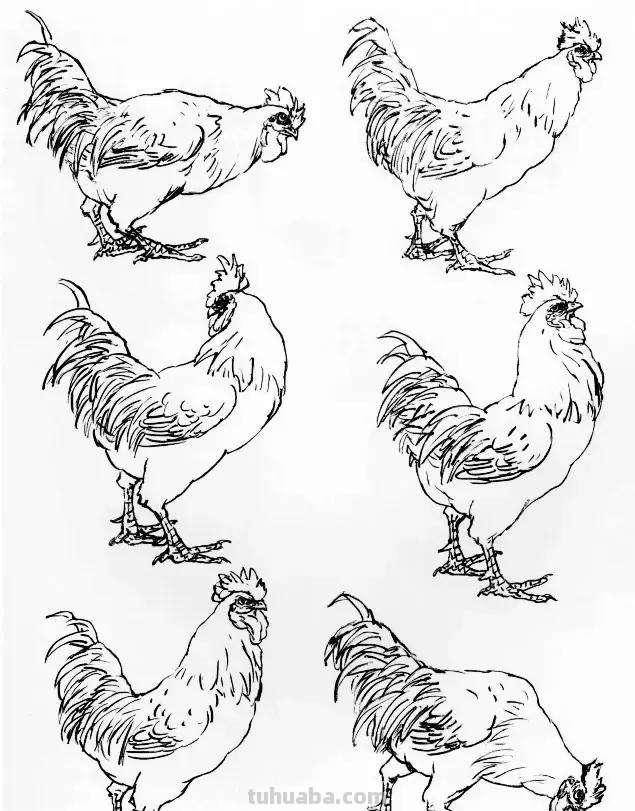 如何画好家禽动态简笔画？鸡、鸭基本形状的画法