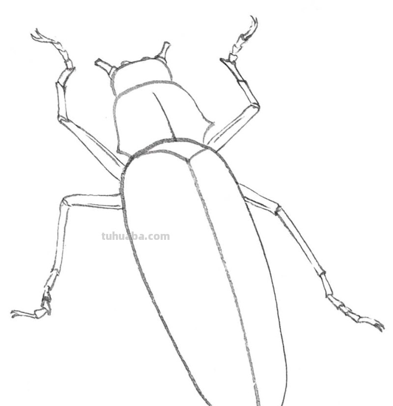 天牛工笔画线稿很难画？分步骤图解教你画，简单易学，快来临摹吧
