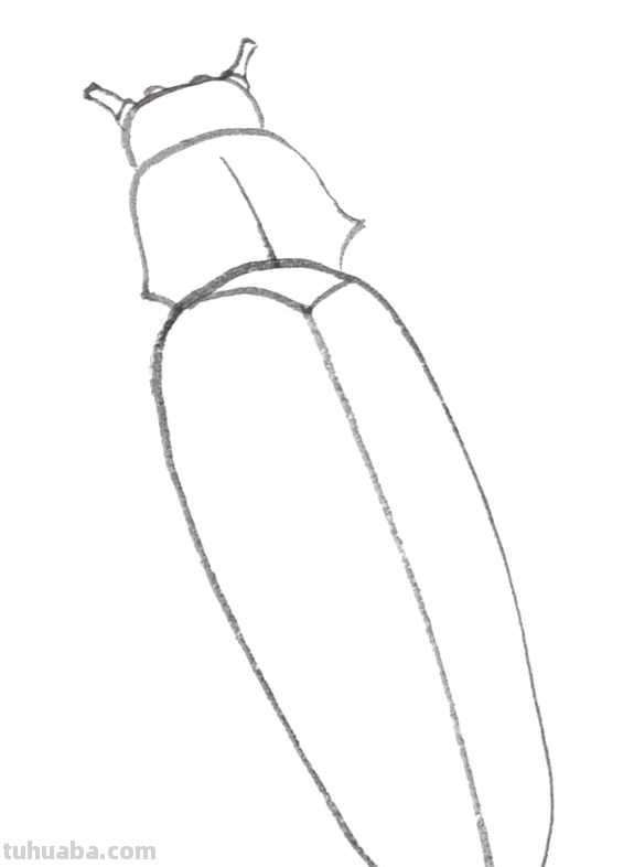 天牛工笔画线稿很难画？分步骤图解教你画，简单易学，快来临摹吧