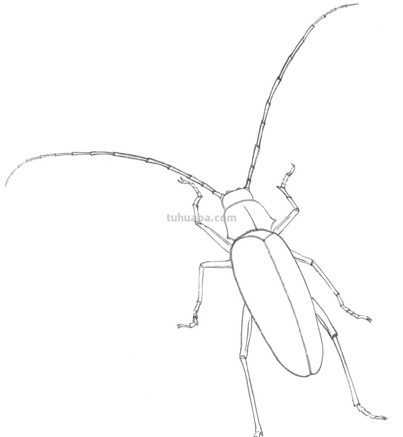 天牛工笔画线稿很难画？分步骤图解教你画，简单易学，快来临摹吧