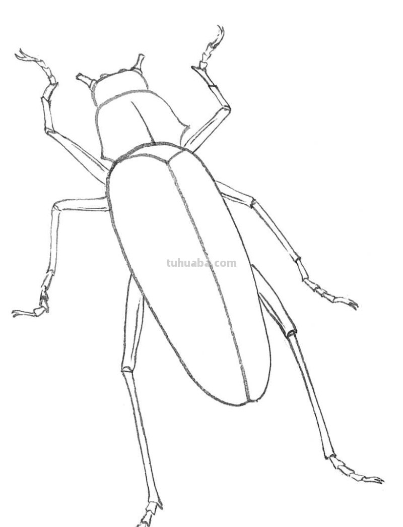 天牛工笔画线稿很难画？分步骤图解教你画，简单易学，快来临摹吧