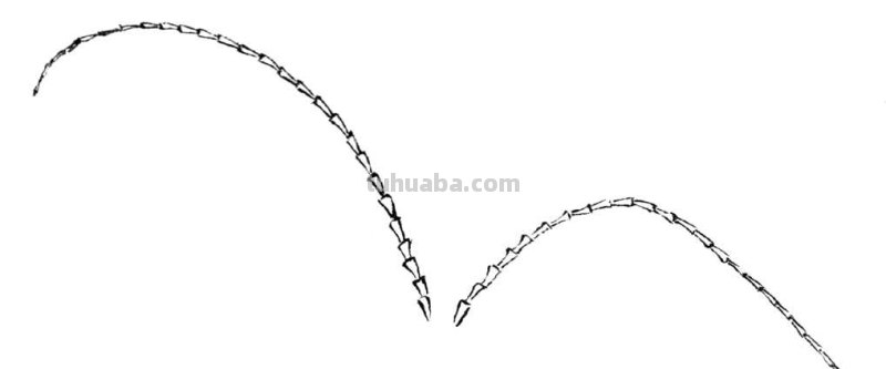 天牛工笔画线稿很难画？分步骤图解教你画，简单易学，快来临摹吧