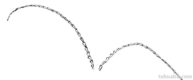 天牛工笔画线稿很难画？分步骤图解教你画，简单易学，快来临摹吧