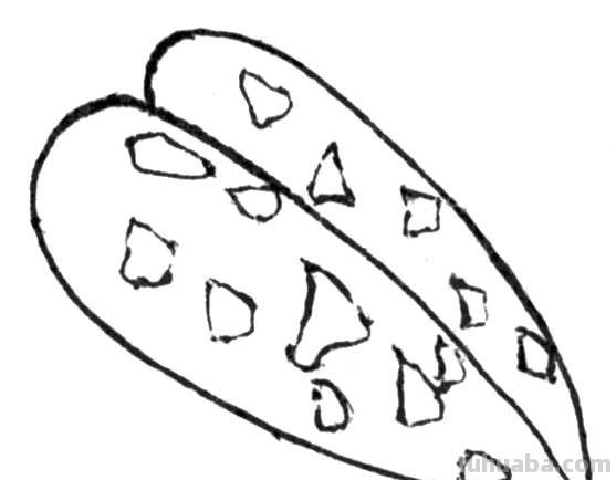 天牛工笔画线稿很难画？分步骤图解教你画，简单易学，快来临摹吧